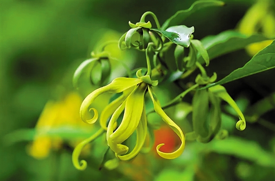 香精知識(shí)(11)—依蘭依蘭香精