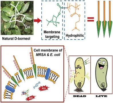 香精與香料(31)—龍腦