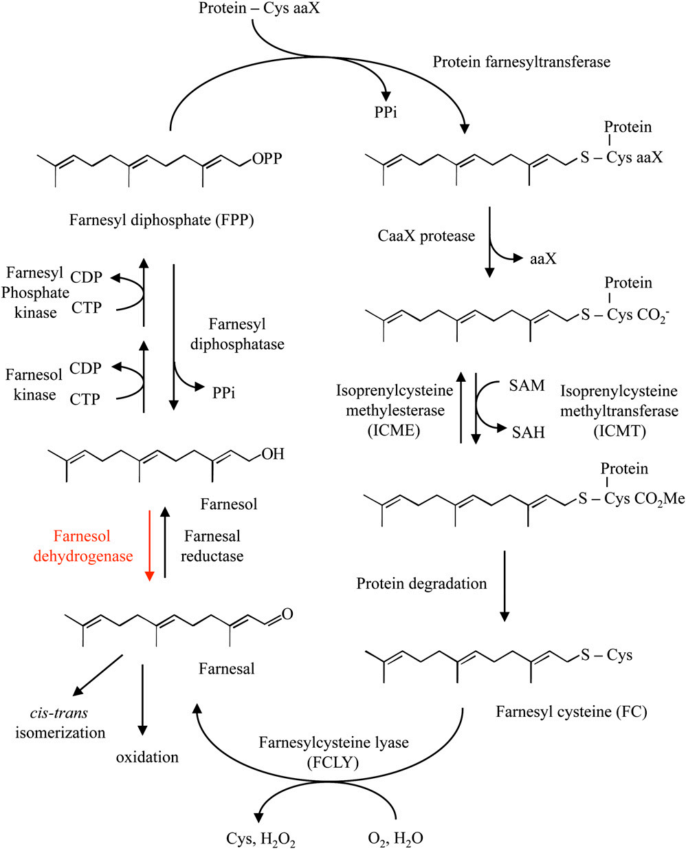 香精與香料(45)—金合歡醛、醇與金合歡油