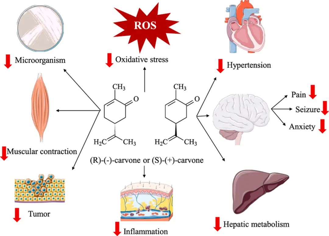 香精與香料(47)—香芹酮與葛縷子、留蘭香、蒔蘿