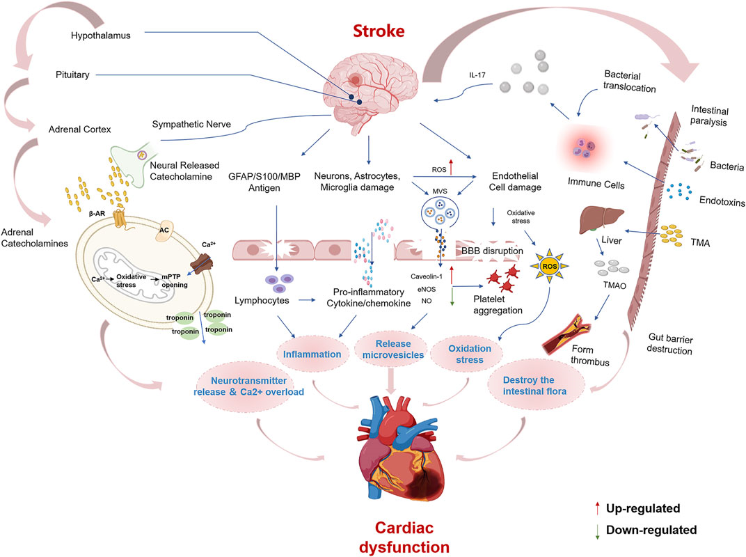 香精與香料(82)—蘇合香(Storax balsam)