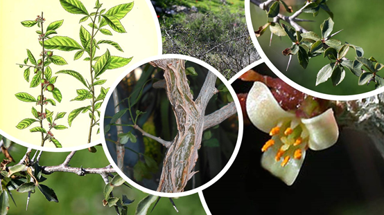 香精與香料(84)—沒藥香 香精與香料(84)—沒藥香