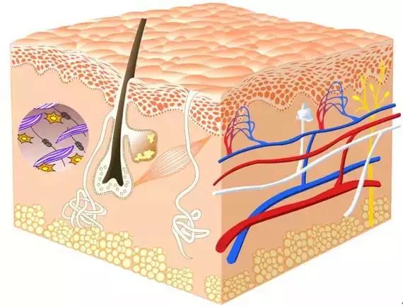 化妝品成分表中的各類(lèi)成分 都有什么作用？（珍藏版）