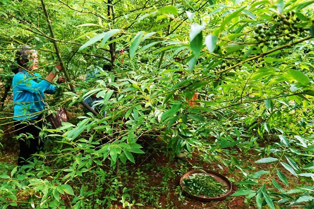 廣西香料香精:謀篇布局創(chuàng)“雙千”