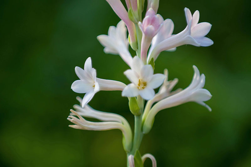 晚香玉又稱(chēng)月下香,夜來(lái)香
