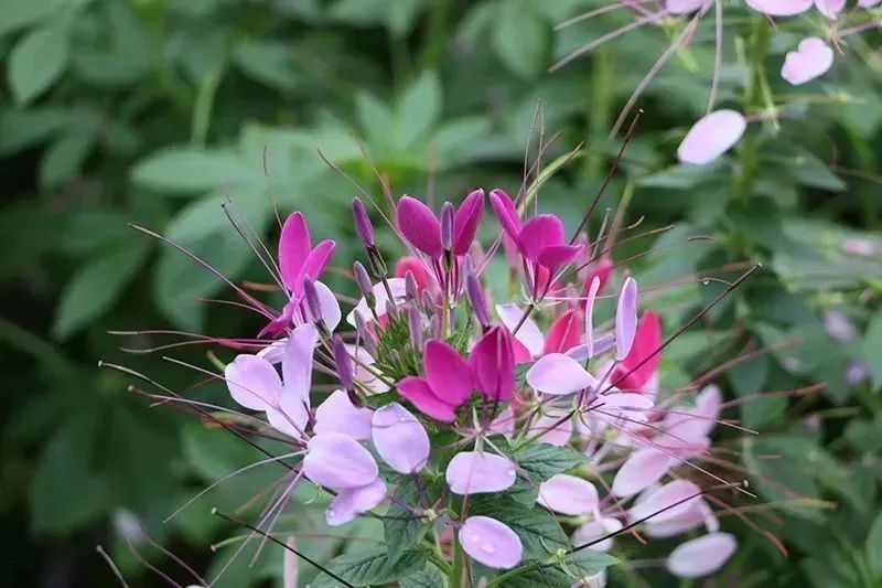 芳香療法，一個(gè)起源于5000年前的神秘學(xué)科