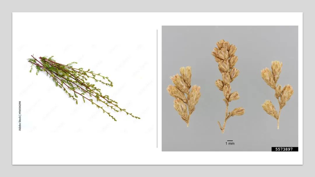 香精與香料(141)—蛔蒿 香精與香料(141)—蛔蒿