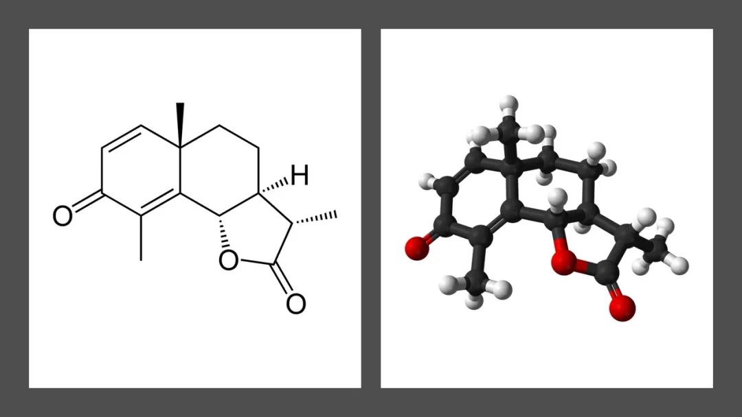 香精與香料(141)—蛔蒿 香精與香料(141)—蛔蒿