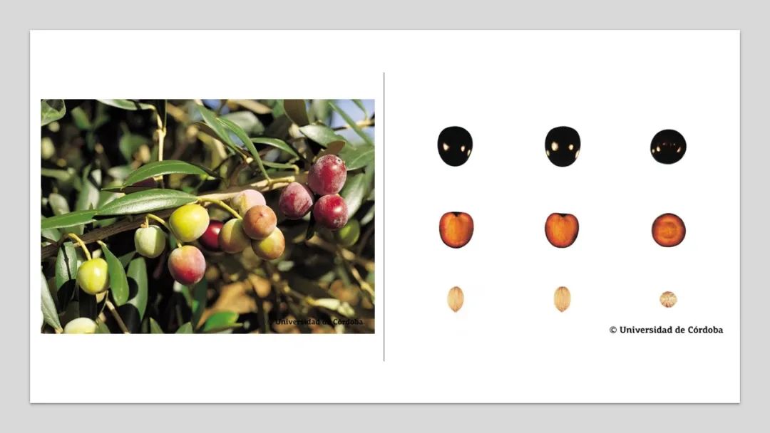 香精與香料(160)—橄欖 香精與香料(160)—橄欖