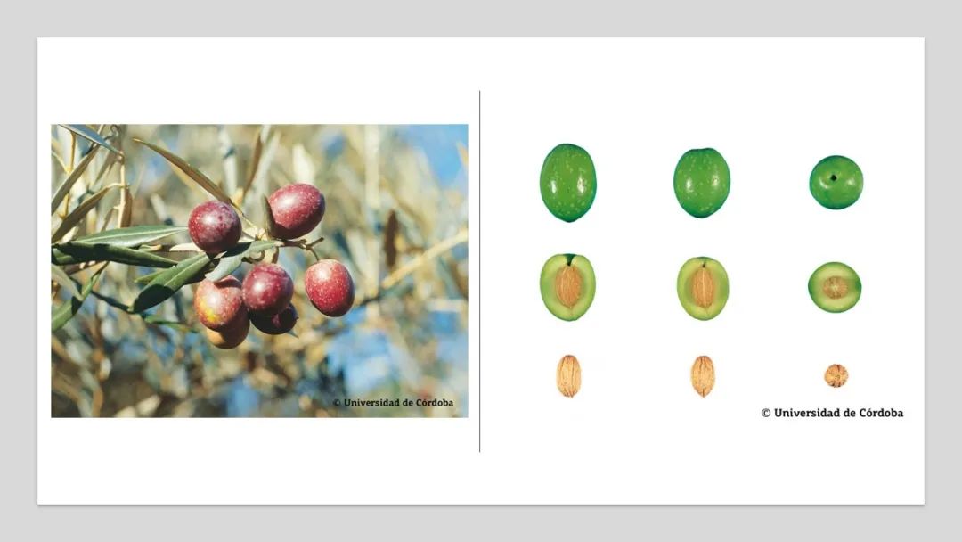 香精與香料(160)—橄欖 香精與香料(160)—橄欖