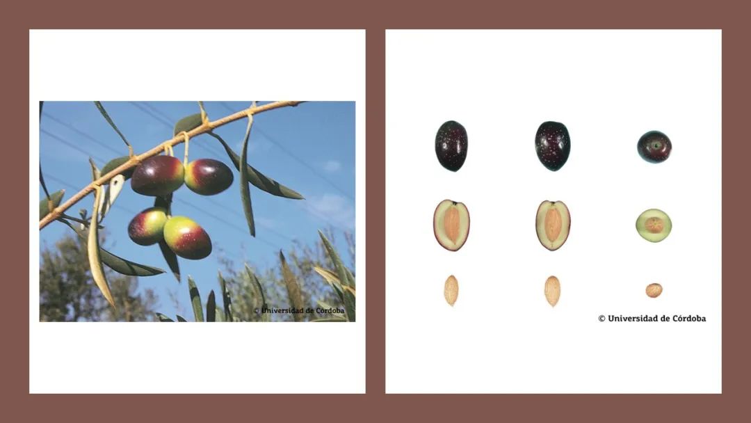 香精與香料(160)—橄欖 香精與香料(160)—橄欖