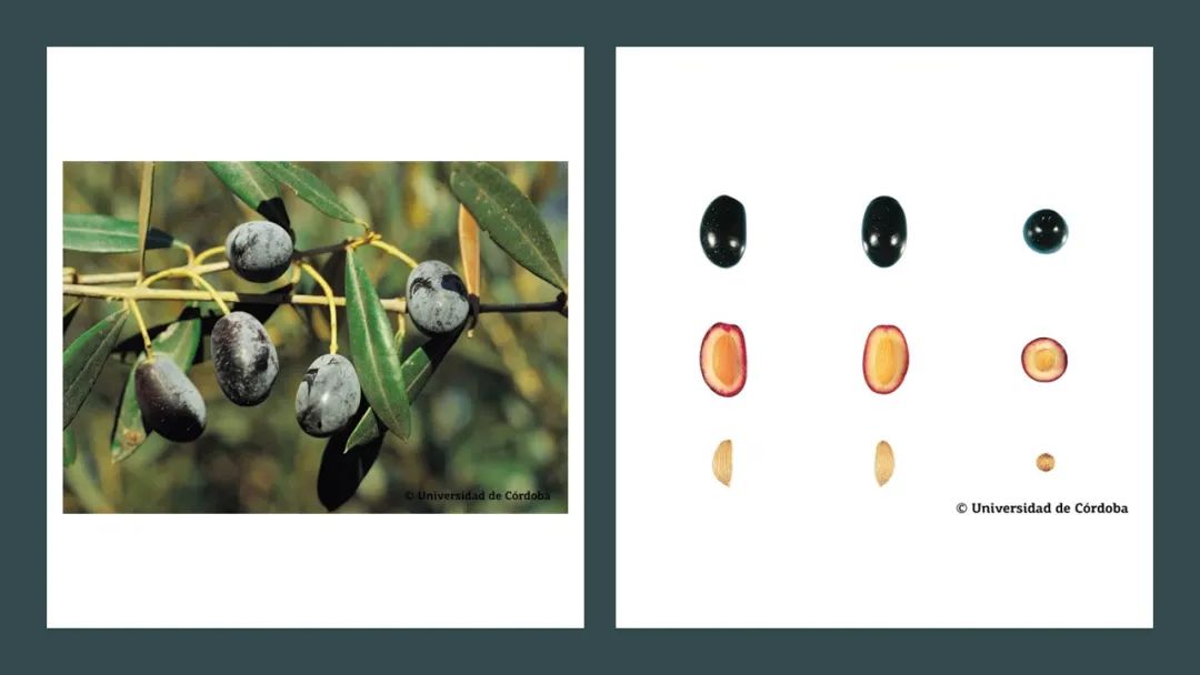 香精與香料(160)—橄欖 香精與香料(160)—橄欖