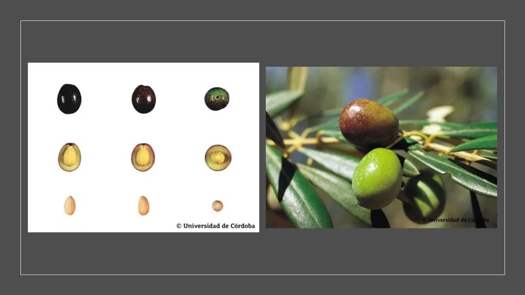 香精與香料(160)—橄欖 香精與香料(160)—橄欖