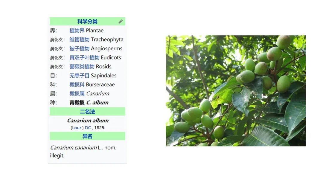 香精與香料(160)—橄欖 香精與香料(160)—橄欖