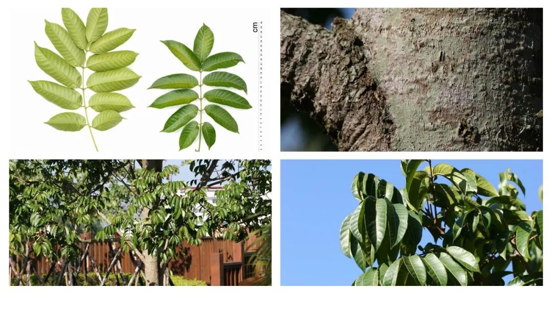 香精與香料(160)—橄欖 香精與香料(160)—橄欖