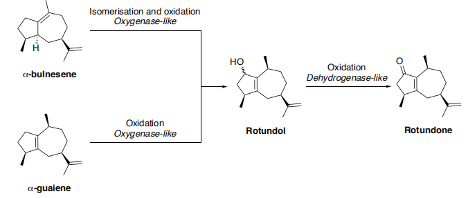 生物合成香料的化學(xué)組成、可持續(xù)性和天然性