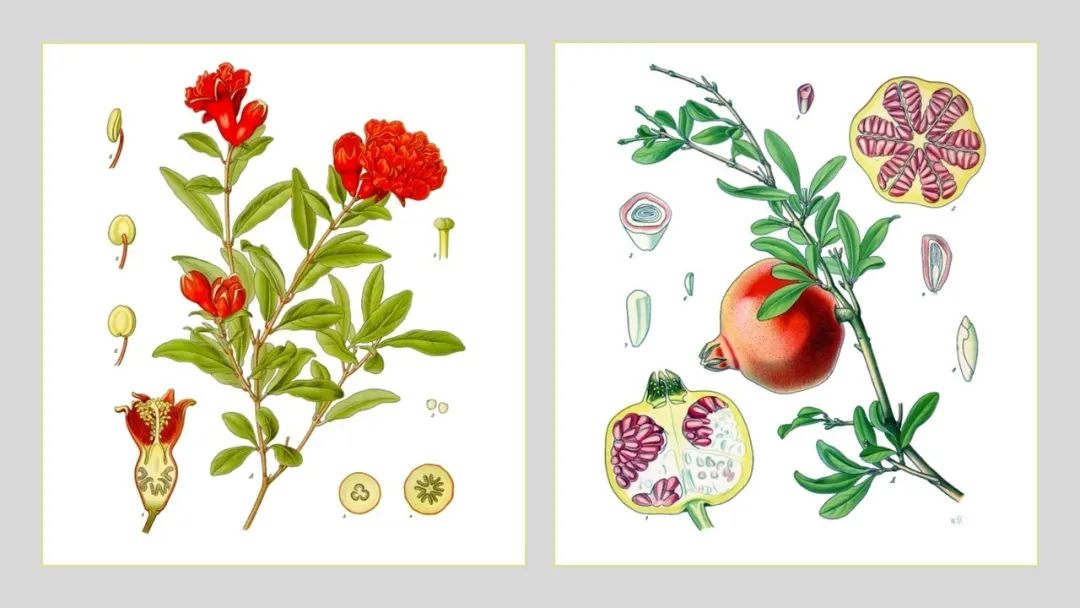 香精與香料(163)—石榴 香精與香料(163)—石榴