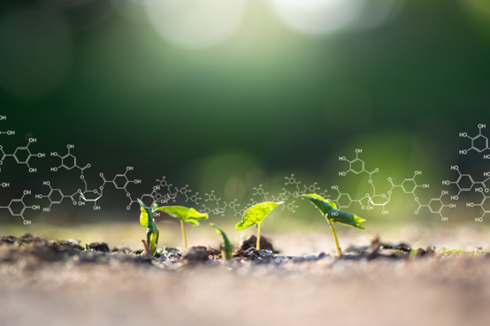 行業(yè)洞察:香料香精行業(yè)規(guī)劃的進展 行業(yè)洞察:香料香精行業(yè)規(guī)劃的進展