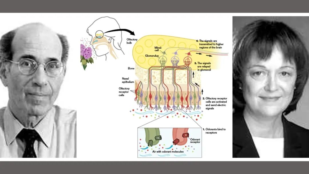 行業(yè)洞察:香料香精行業(yè)規(guī)劃的進展 行業(yè)洞察:香料香精行業(yè)規(guī)劃的進展