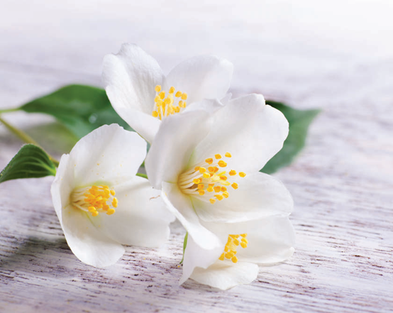 香料筆記：二氫茉莉酮酸甲酯，本身就是一種香水