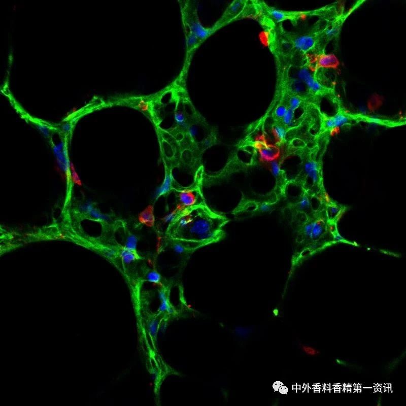 揭開嗅覺之謎 揭開嗅覺之謎