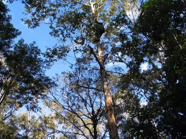 香料百科——安息香 香料百科——安息香