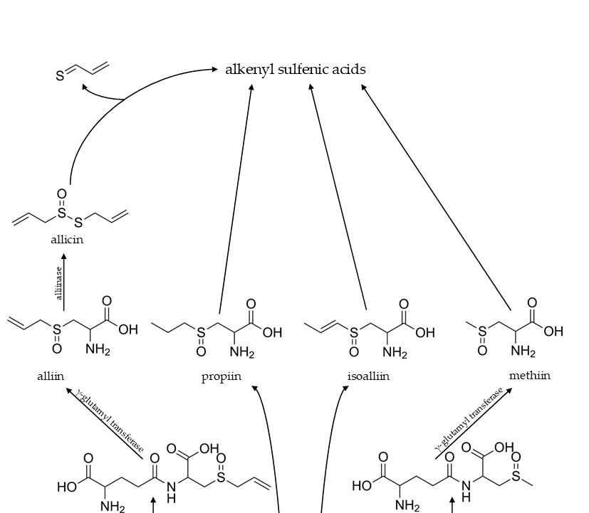 調(diào)香筆記(5)——硫化物在蔬菜和蘑菇香氣中的作用 調(diào)香筆記(5)——硫化物在蔬菜和蘑菇香氣中的作用