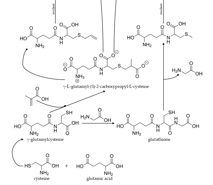 調(diào)香筆記(5)——硫化物在蔬菜和蘑菇香氣中的作用 調(diào)香筆記(5)——硫化物在蔬菜和蘑菇香氣中的作用