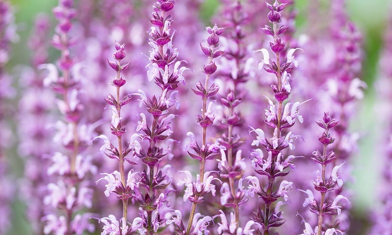 調(diào)香筆記(8)——50種常見的香水成分:氣味和起源 調(diào)香筆記(8)——50種常見的香水成分:氣味和起源