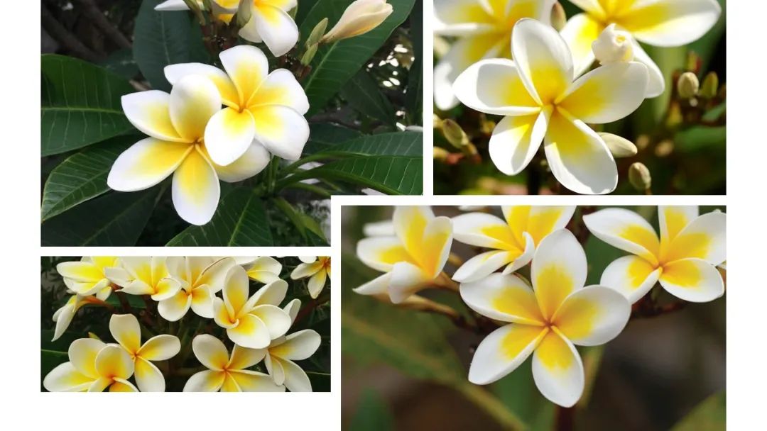 調(diào)香筆記(8)——50種常見的香水成分:氣味和起源 調(diào)香筆記(8)——50種常見的香水成分:氣味和起源