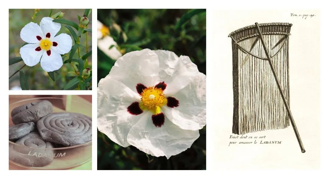 調(diào)香筆記(8)——50種常見的香水成分:氣味和起源 調(diào)香筆記(8)——50種常見的香水成分:氣味和起源