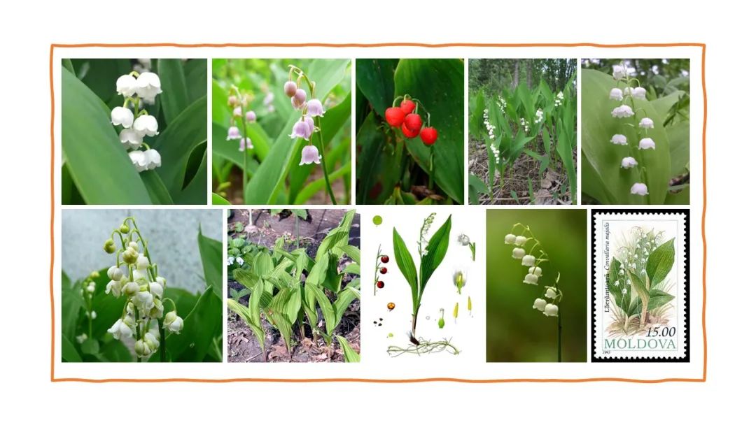 調(diào)香筆記(8)——50種常見的香水成分:氣味和起源 調(diào)香筆記(8)——50種常見的香水成分:氣味和起源