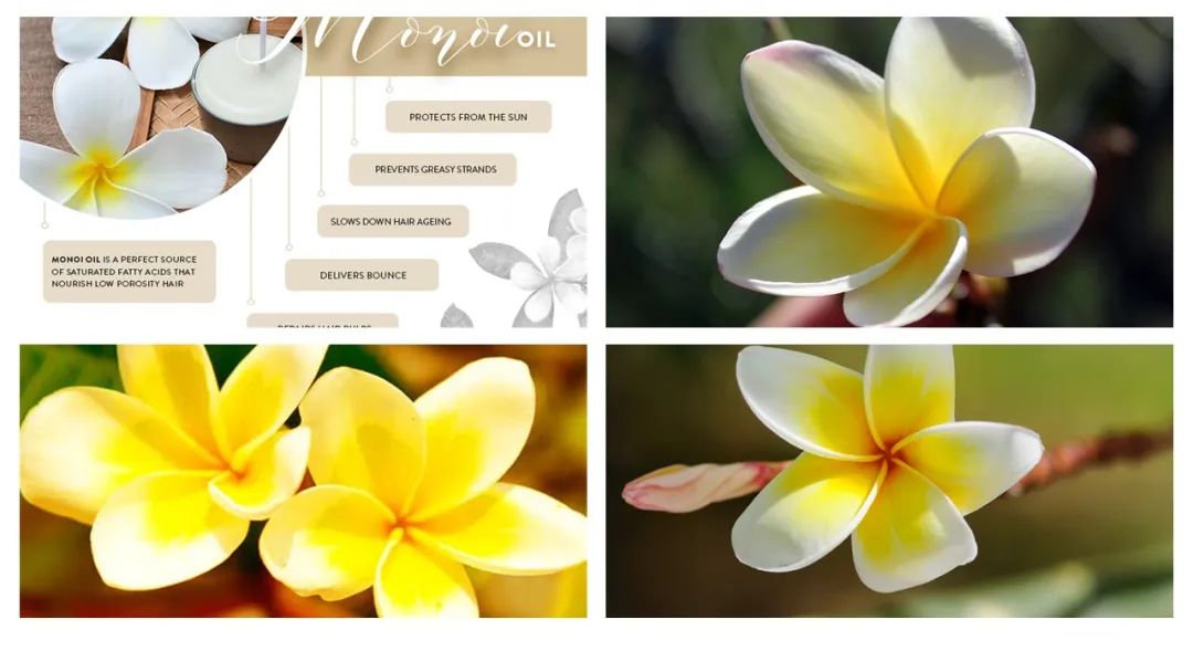 調(diào)香筆記(8)——50種常見的香水成分:氣味和起源 調(diào)香筆記(8)——50種常見的香水成分:氣味和起源