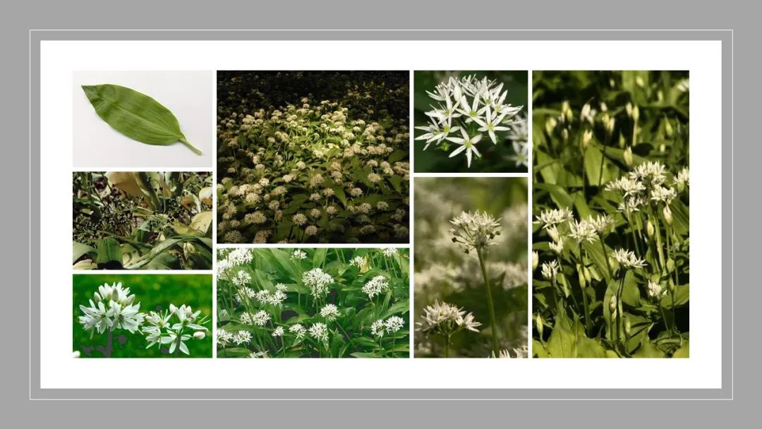 世界地理香料索引 (1)World Geographic Spice Index(1) 世界地理香料索引 (1)World Geographic Spice Index(1)