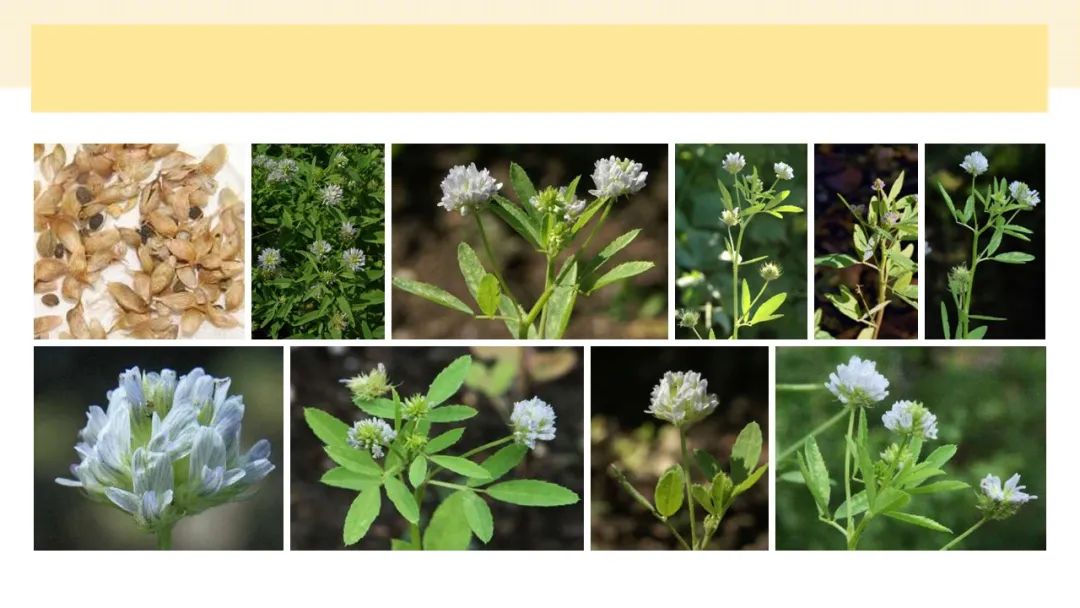 世界地理香料索引 (1)World Geographic Spice Index(1) 世界地理香料索引 (1)World Geographic Spice Index(1)