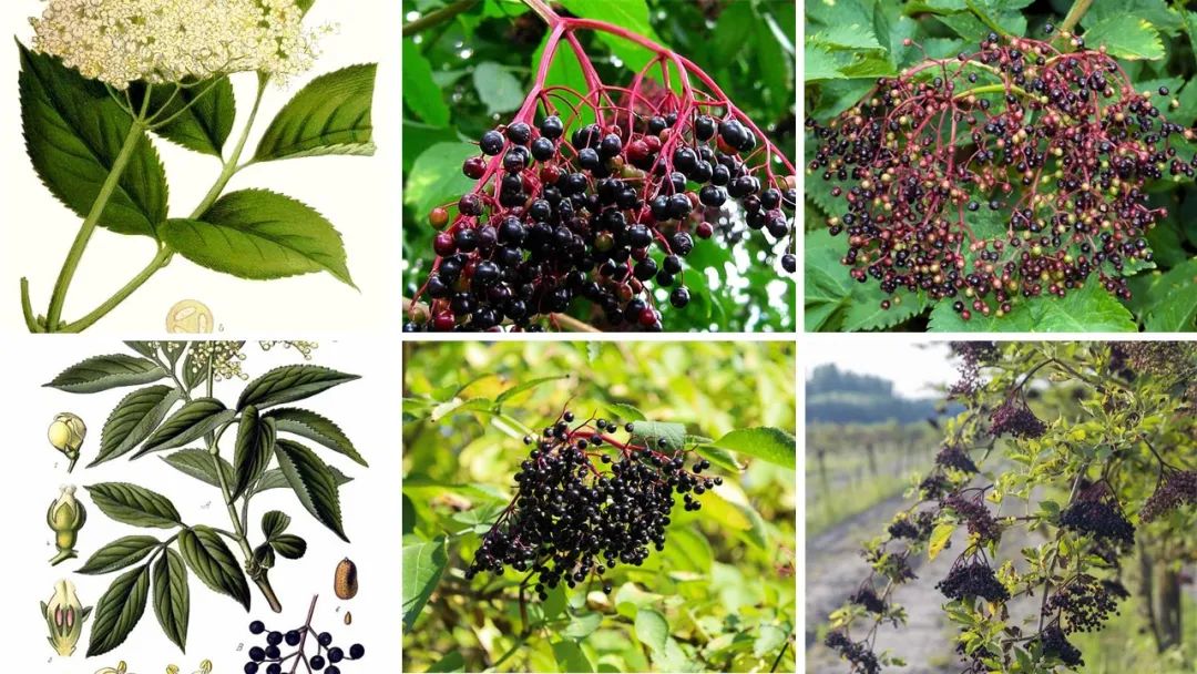 世界地理香料索引 (1)World Geographic Spice Index(1) 世界地理香料索引 (1)World Geographic Spice Index(1)