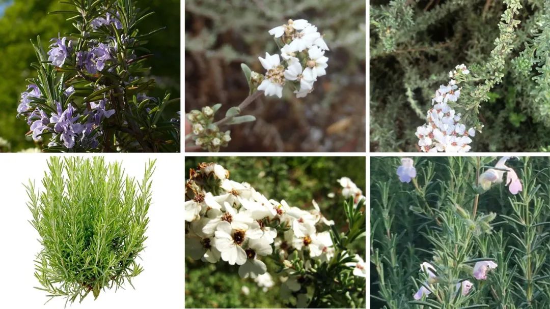 世界地理香料索引 (1)World Geographic Spice Index(1) 世界地理香料索引 (1)World Geographic Spice Index(1)