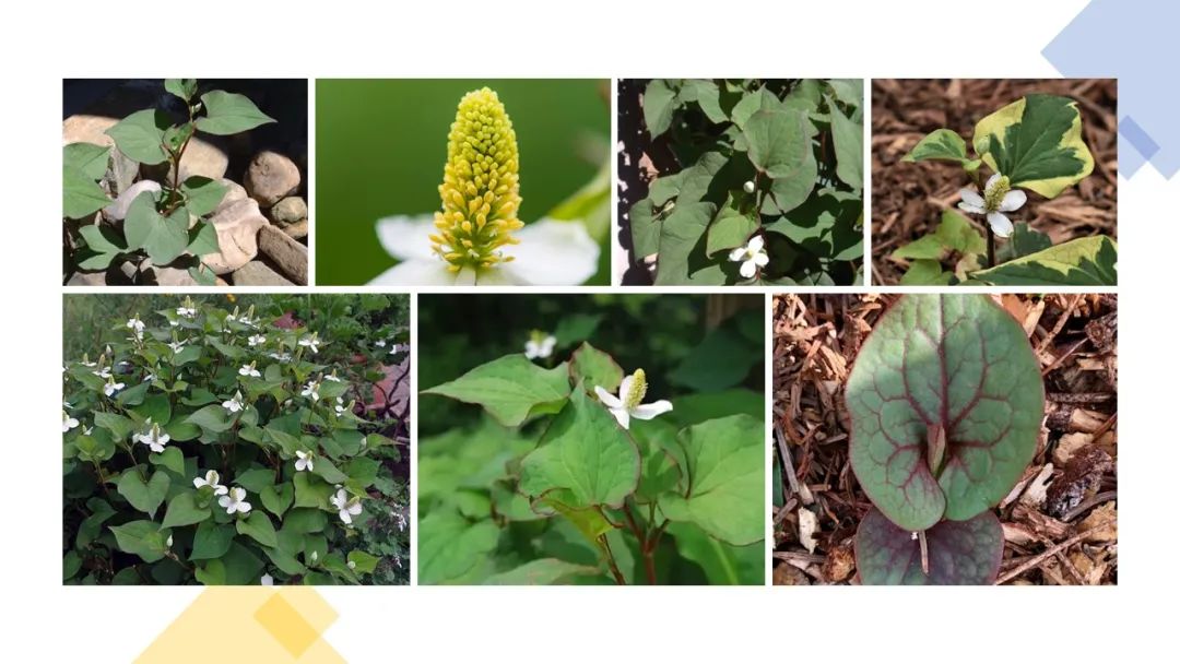 世界地理香料索引(5)—World Geographic Spice Index 世界地理香料索引(5)—World Geographic Spice Index