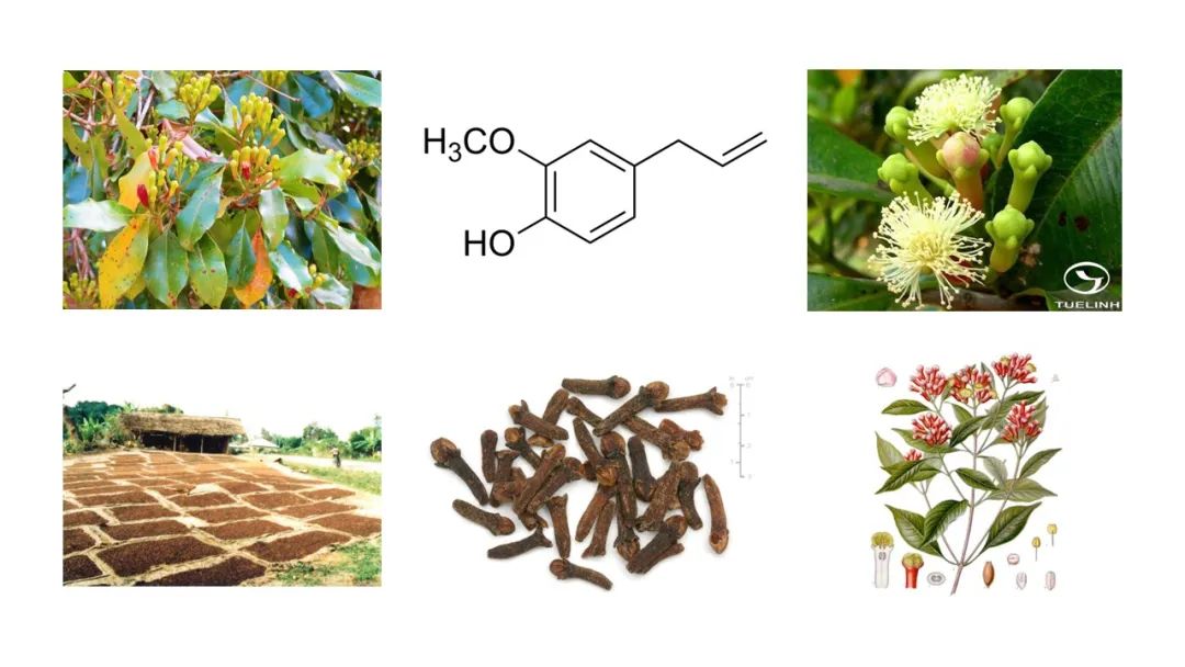 世界地理香料索引(5)—World Geographic Spice Index 世界地理香料索引(5)—World Geographic Spice Index
