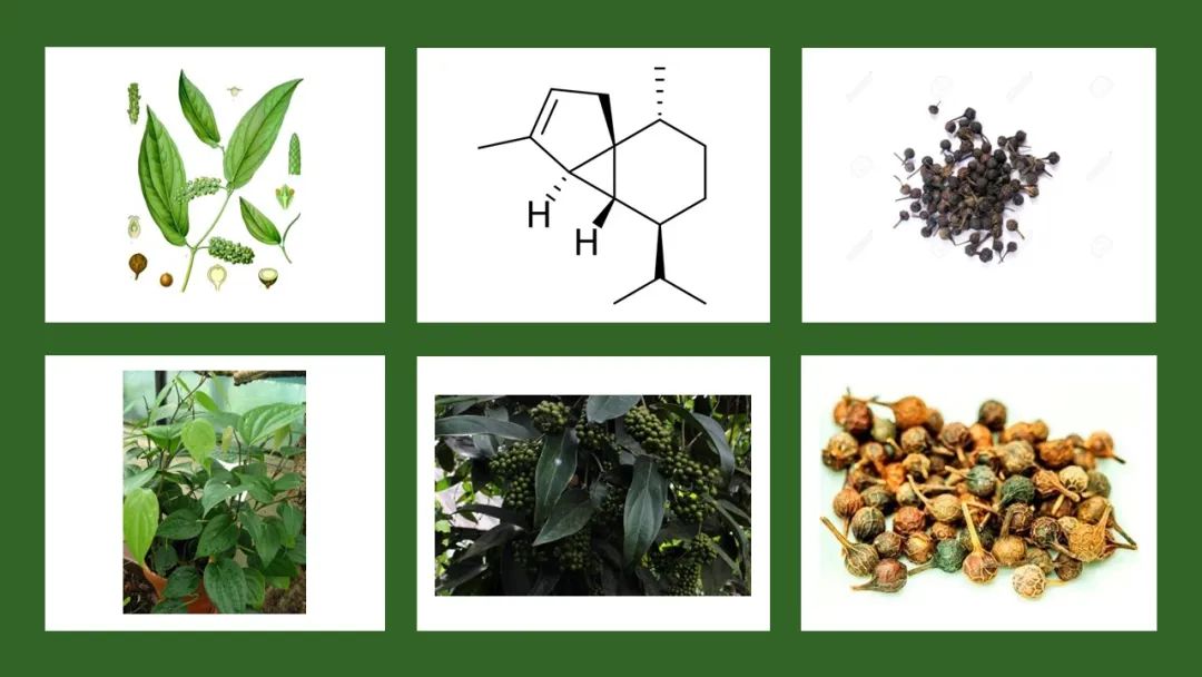 世界地理香料索引(5)—World Geographic Spice Index 世界地理香料索引(5)—World Geographic Spice Index
