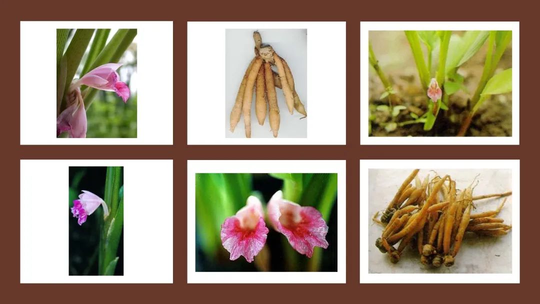 世界地理香料索引(5)—World Geographic Spice Index 世界地理香料索引(5)—World Geographic Spice Index