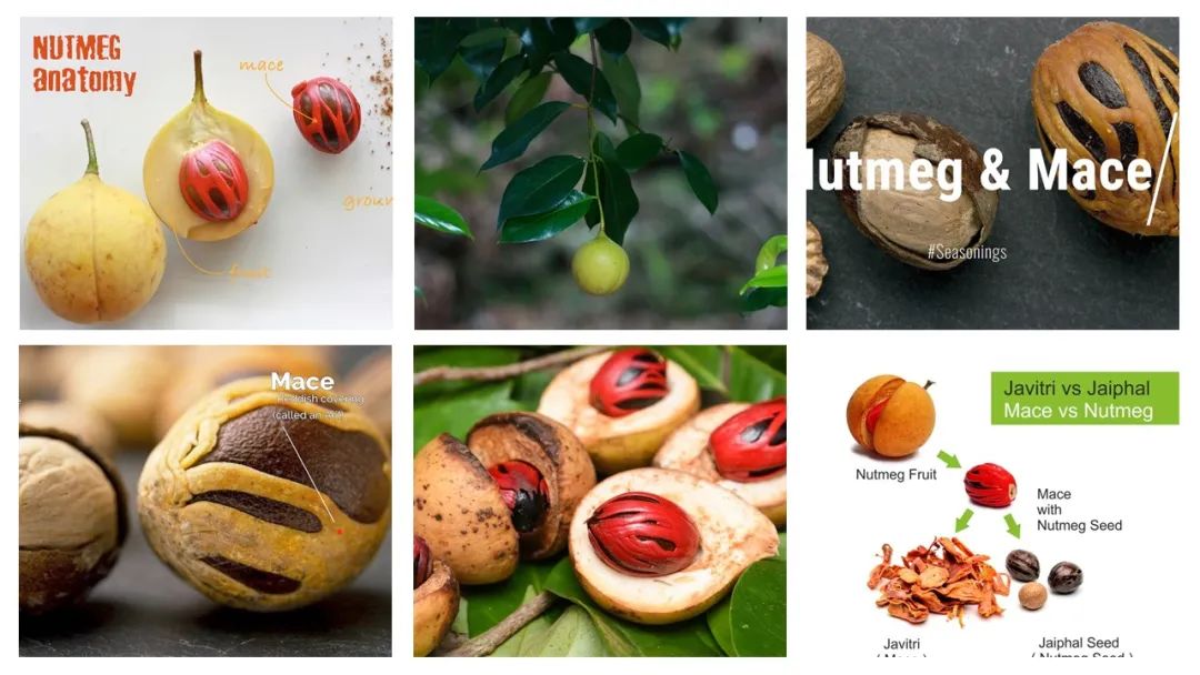 世界地理香料索引(5)—World Geographic Spice Index 世界地理香料索引(5)—World Geographic Spice Index