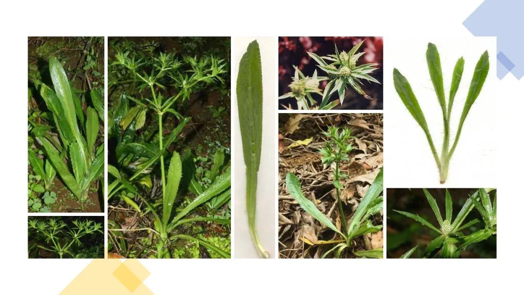 世界地理香料索引(5)—World Geographic Spice Index 世界地理香料索引(5)—World Geographic Spice Index