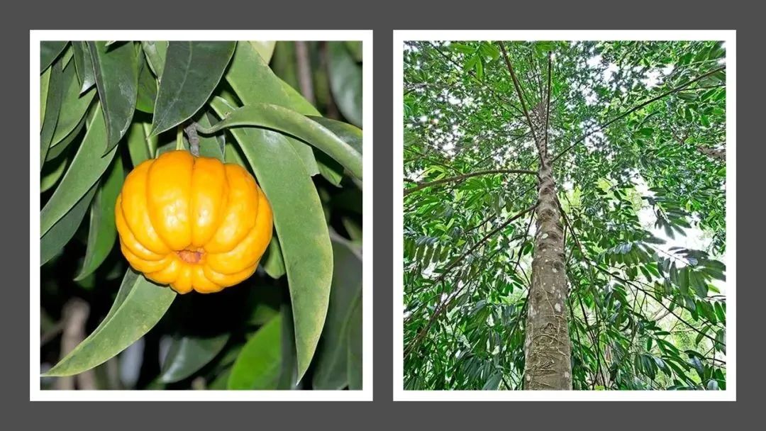 世界地理香料索引(5)—World Geographic Spice Index 世界地理香料索引(5)—World Geographic Spice Index