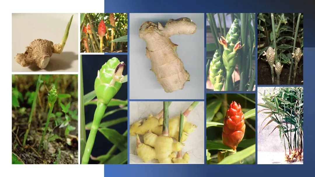 世界地理香料索引(6)—World Geographic Spice Index 世界地理香料索引(6)—World Geographic Spice Index