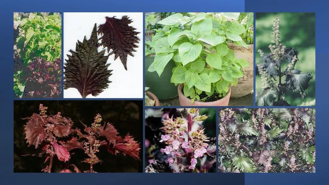 世界地理香料索引(6)—World Geographic Spice Index 世界地理香料索引(6)—World Geographic Spice Index