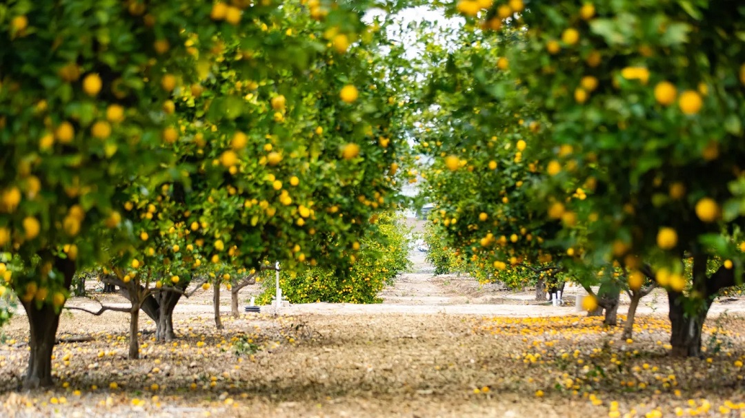 虛擬現(xiàn)實商業(yè)-奇華頓虛擬口味旅行?柑橘-把風(fēng)味創(chuàng)造到下一個水平 虛擬現(xiàn)實商業(yè)-奇華頓虛擬口味旅行?柑橘-把風(fēng)味創(chuàng)造到下一個水平