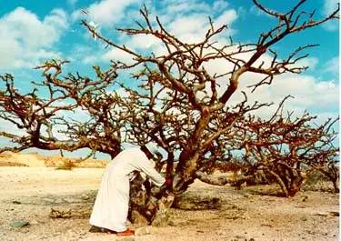 乳香的前世今生 乳香的前世今生