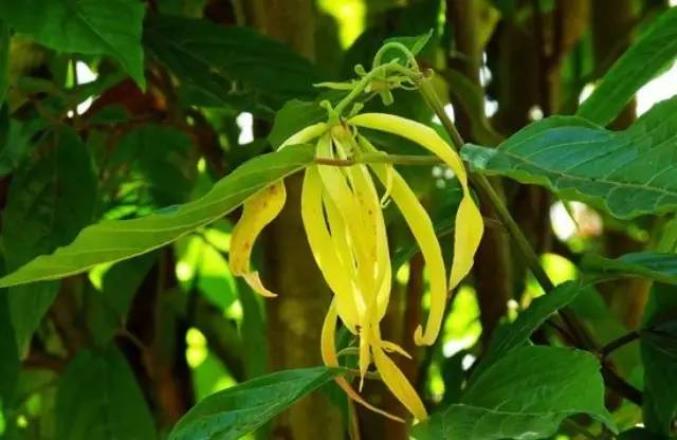 依蘭就是依蘭，不應(yīng)該被作比較