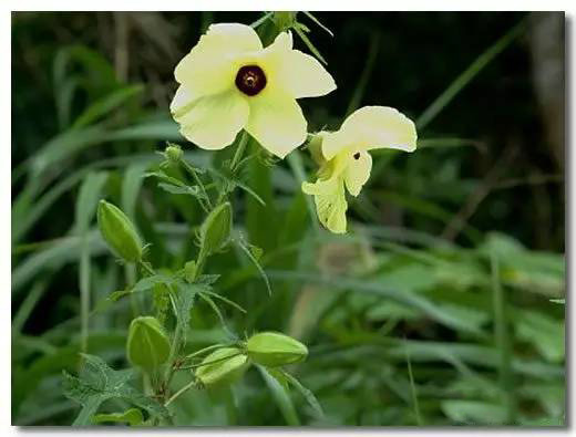 天然麝香與合成麝香的一切 天然麝香與合成麝香的一切